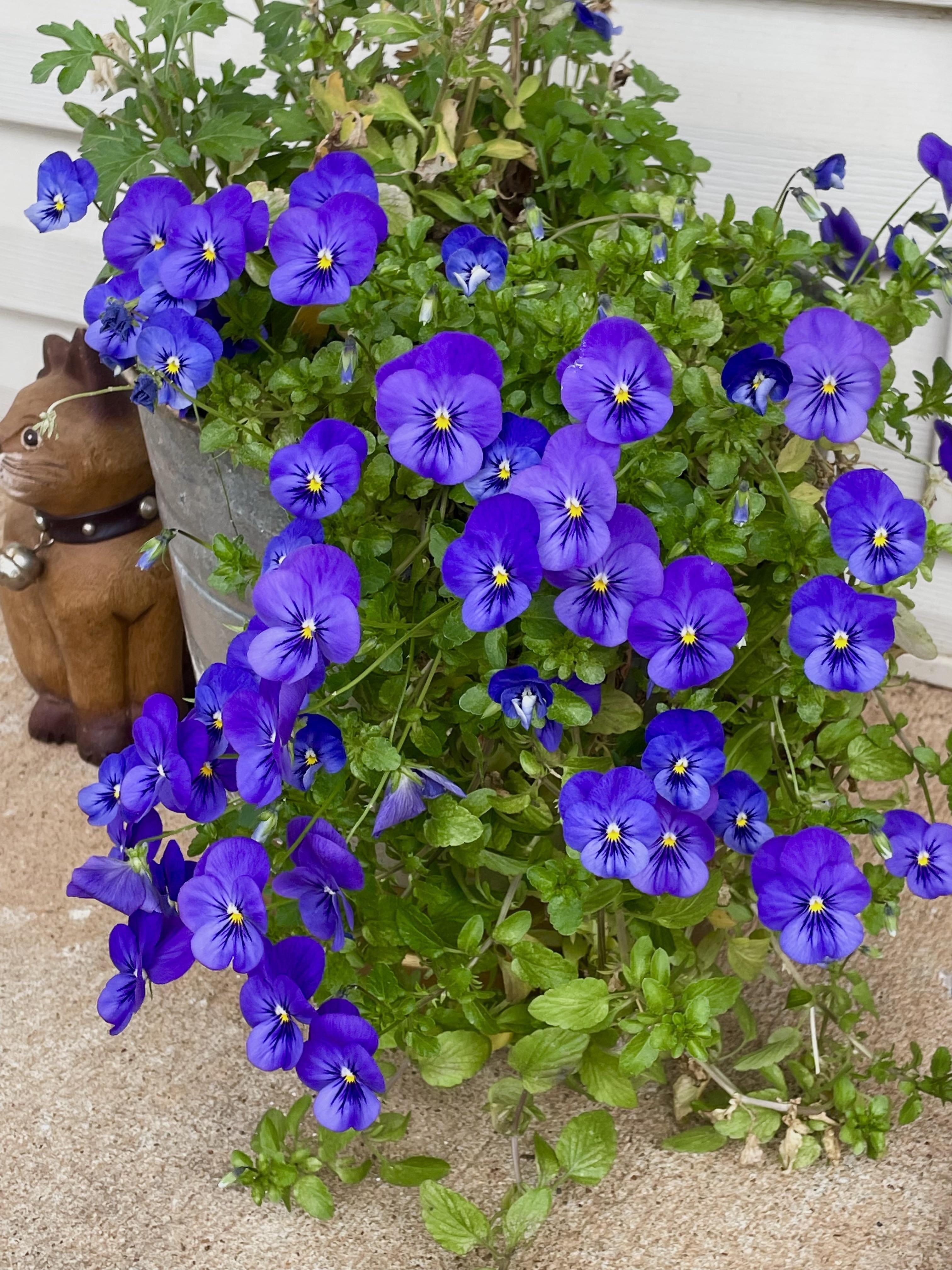 12 Stunning Winter Plants That Bloom Brightly in the Cold