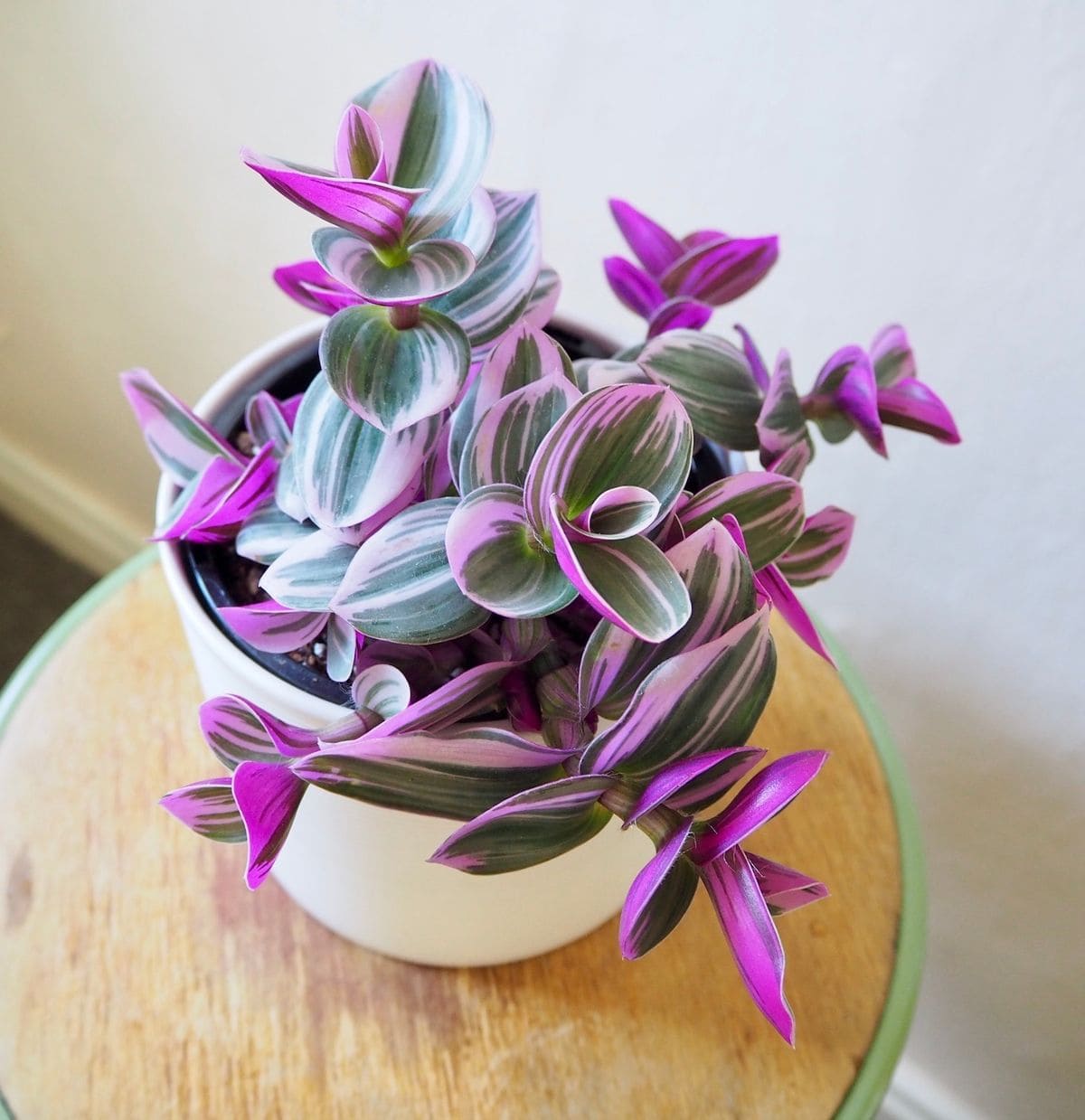 10 Stunning Plants With Purple Leaves for a Bold Garden