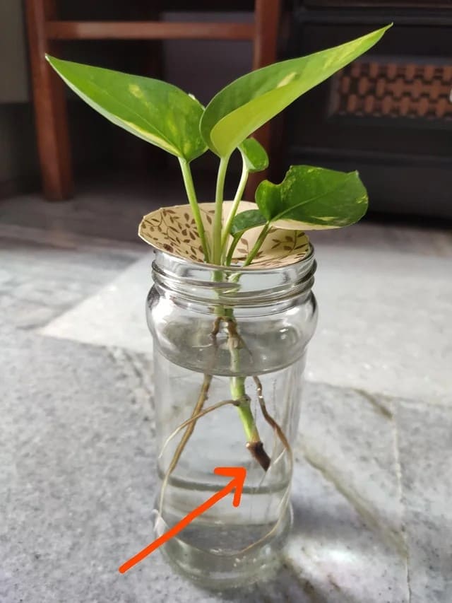 Why Your Pothos Cuttings Aren’t Rooting and How to Fix It