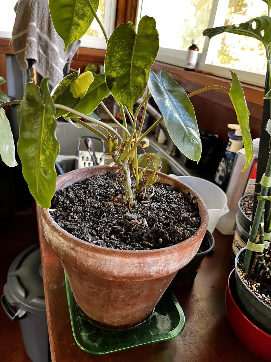 7 Tips to Grow Philodendrons with the Biggest Leaves