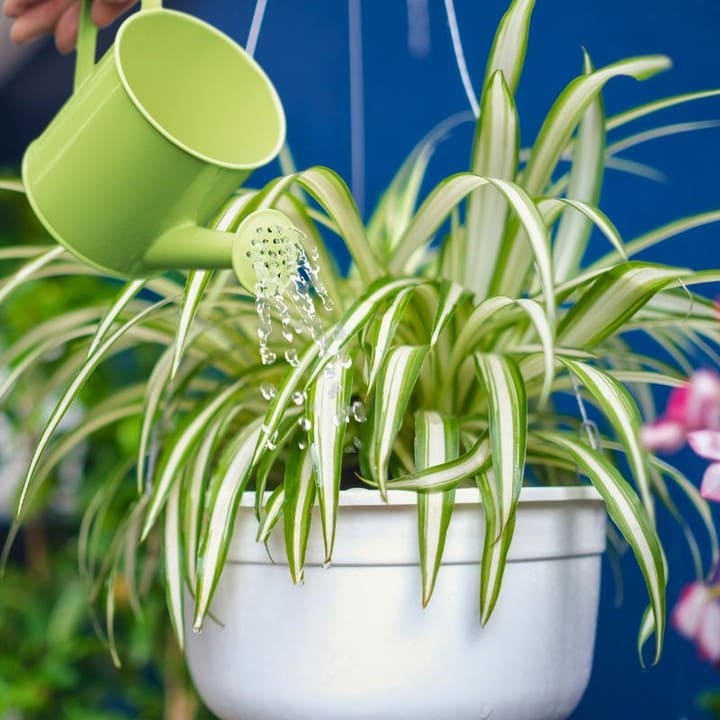 5 Reasons Spider Plants Get Brown Tips and How to Fix Them