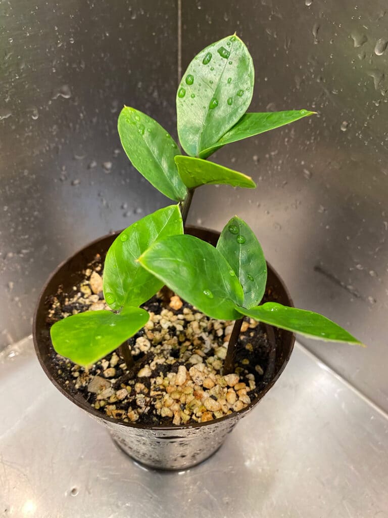 3 Easy Methods to Propagate ZZ Plants for More Green Beauty