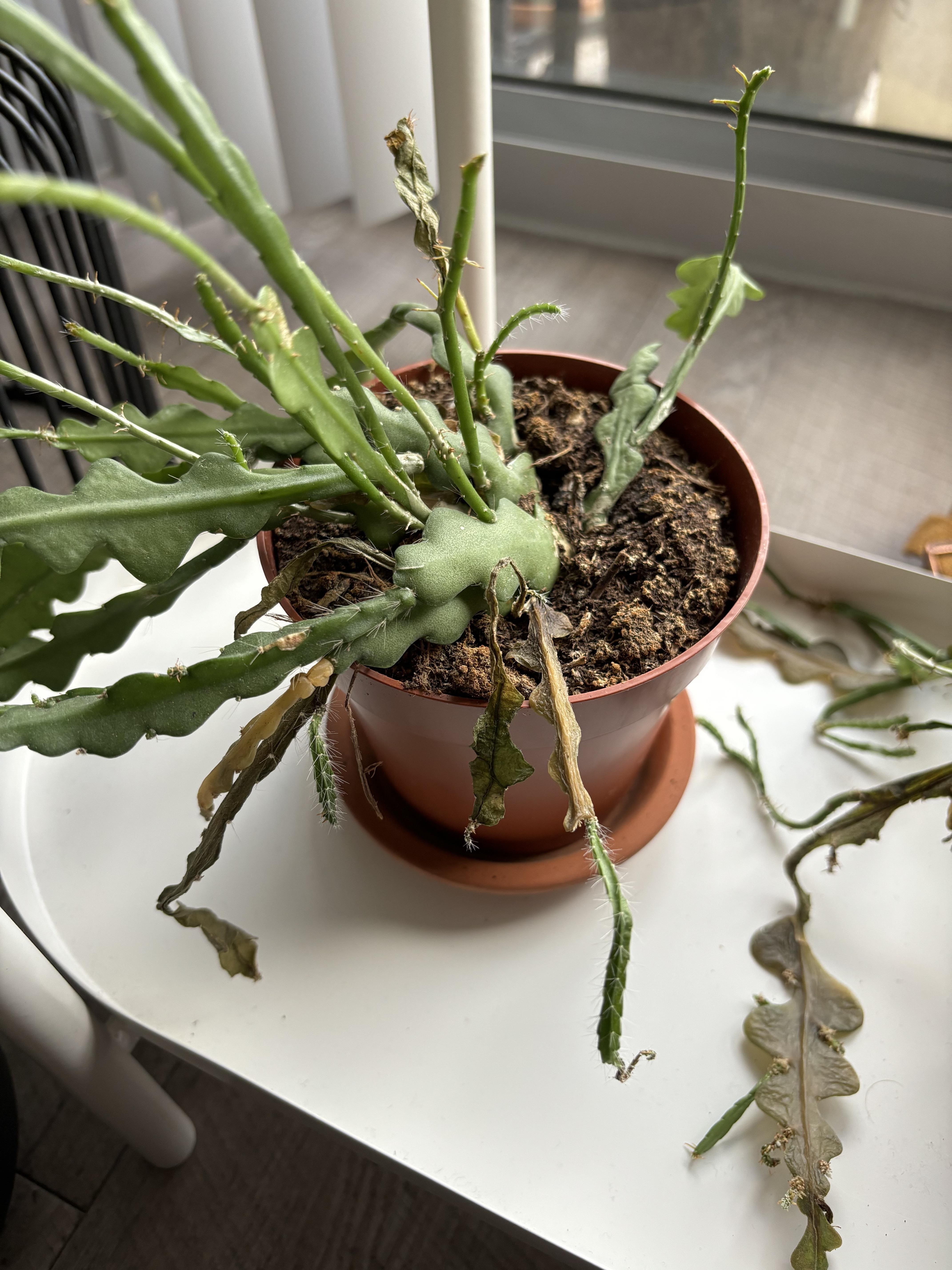 7 Tips to Get Your Fishbone Cactus to Bloom