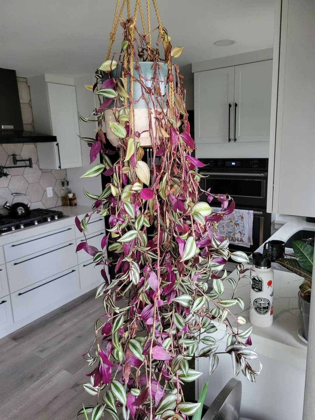 8 Secrets to Grow a Bushy Wandering Jew Plant