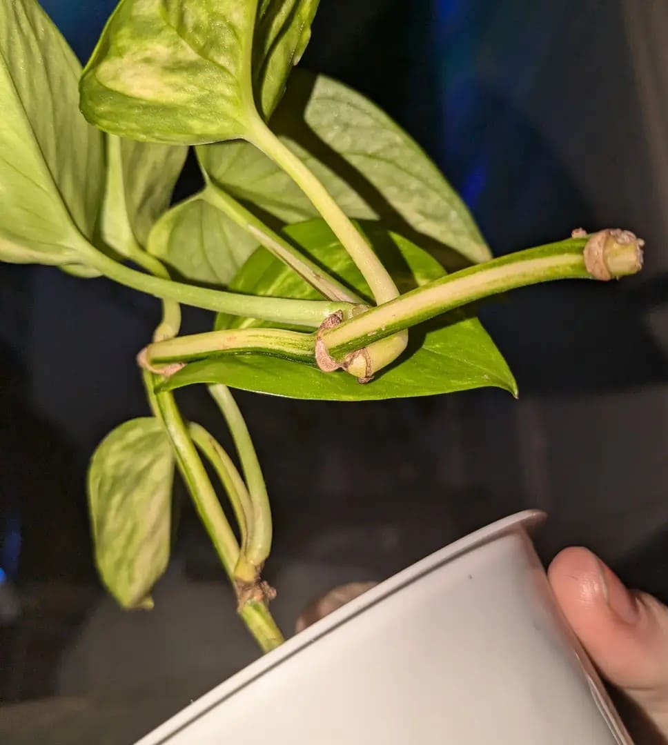 Why Your Pothos Cuttings Aren’t Rooting and How to Fix It