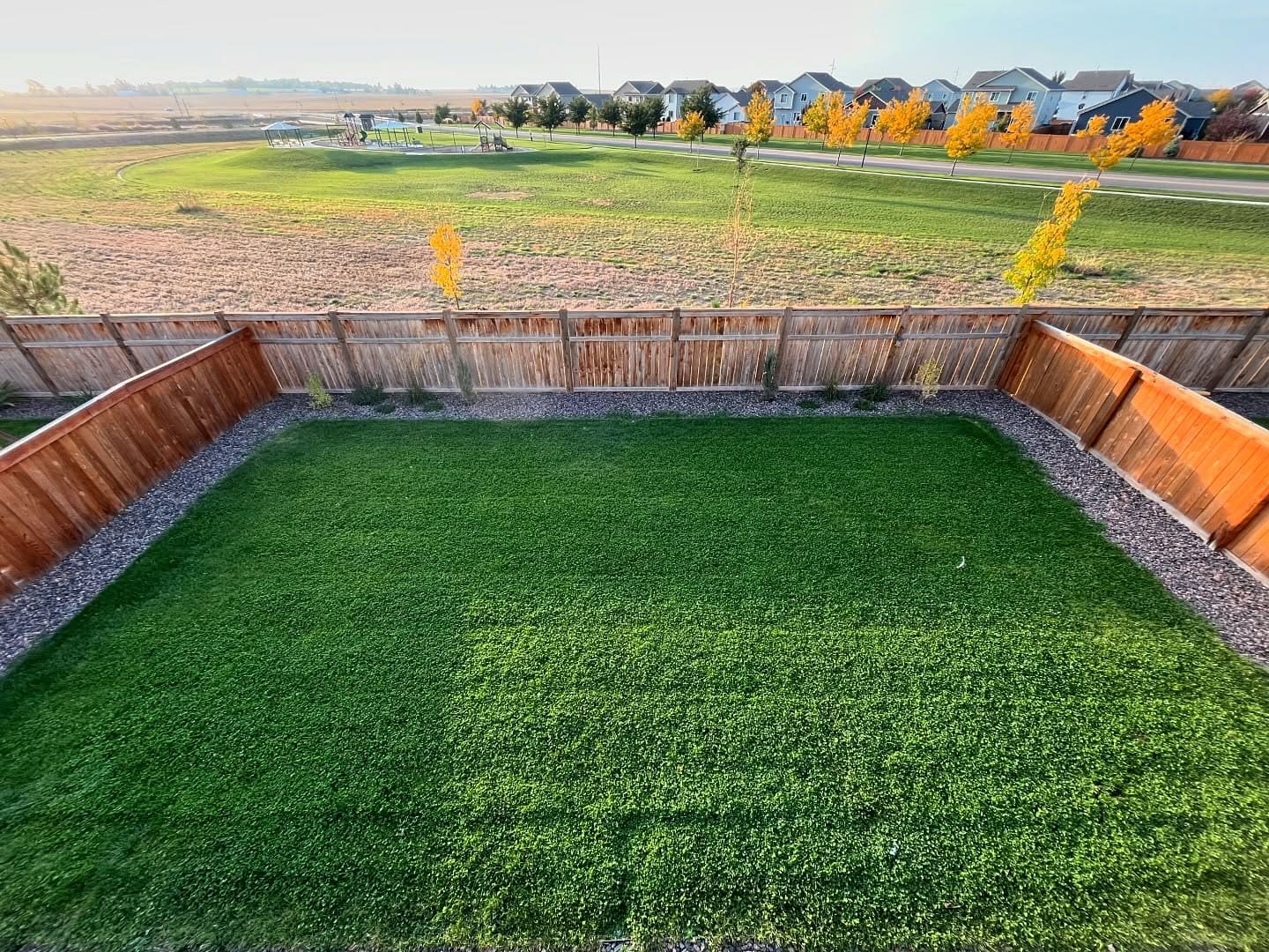 The Complete Guide to Clover Lawns: Benefits, Care, and How to Plant One
