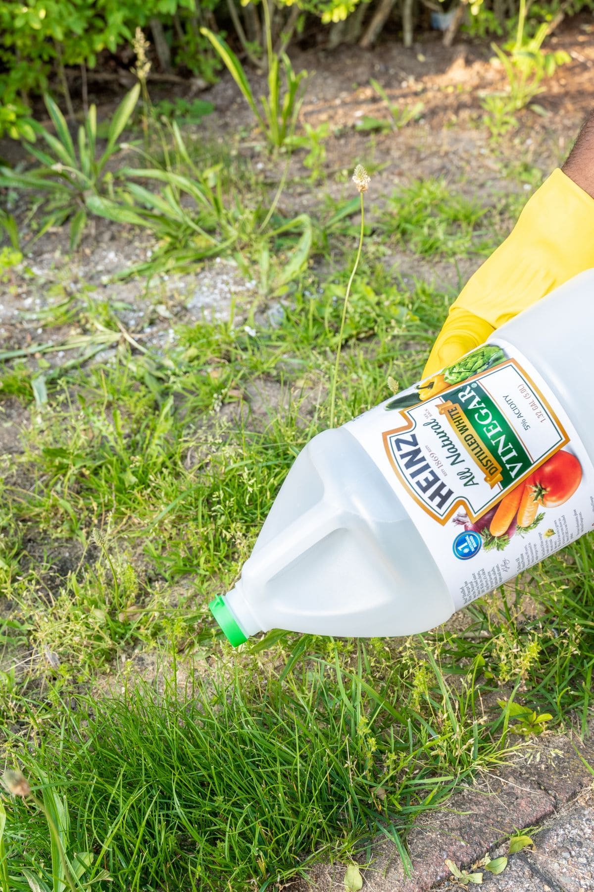 If You Use Vinegar in the Garden, Here’s What Can Happen