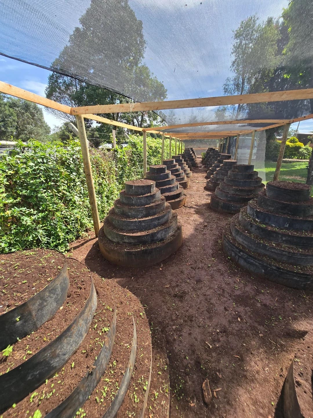 How to Build and Grow in Tiered Tire Gardens