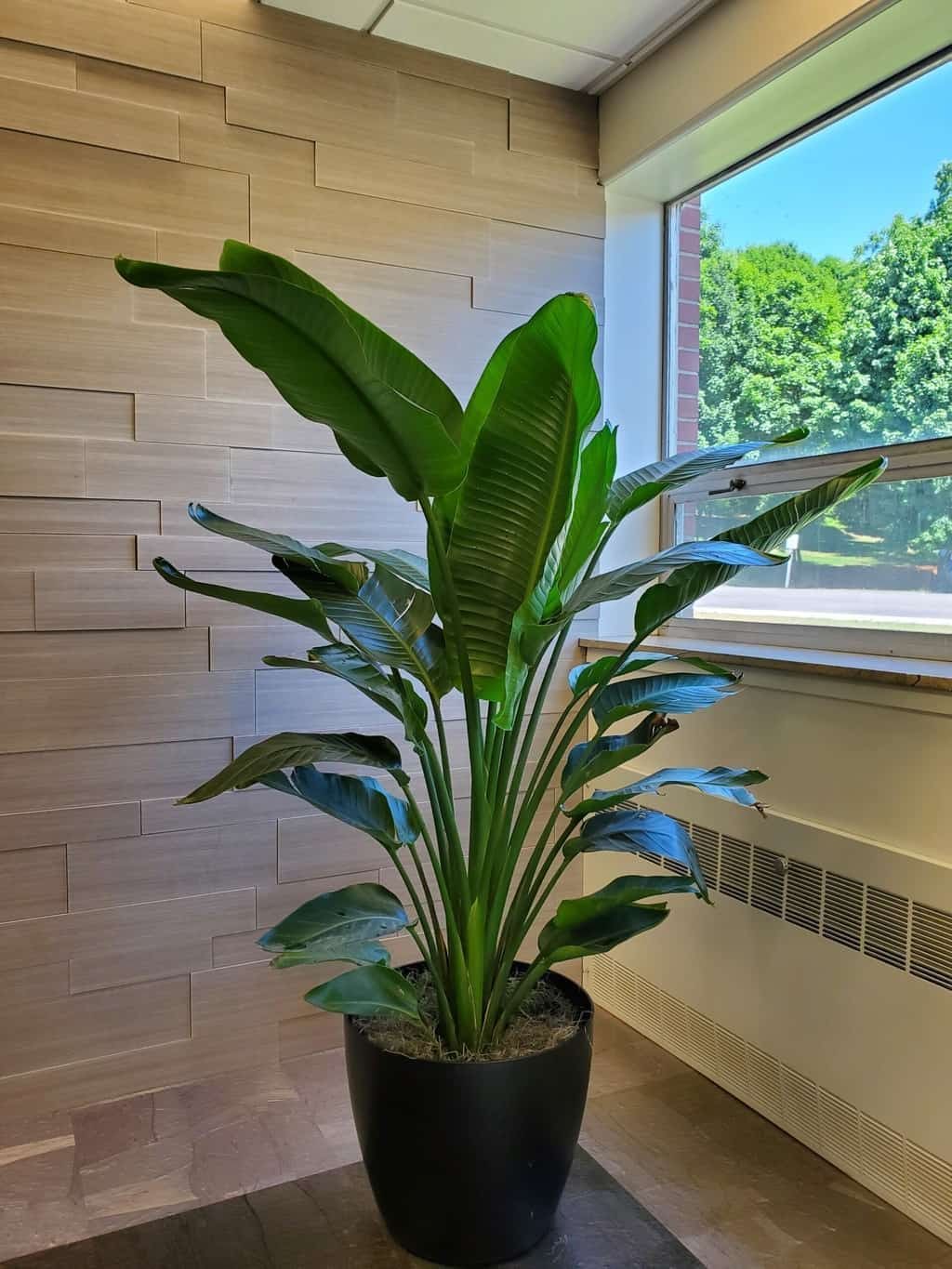 No Blooms on Bird of Paradise? These 3 Tricks May Help