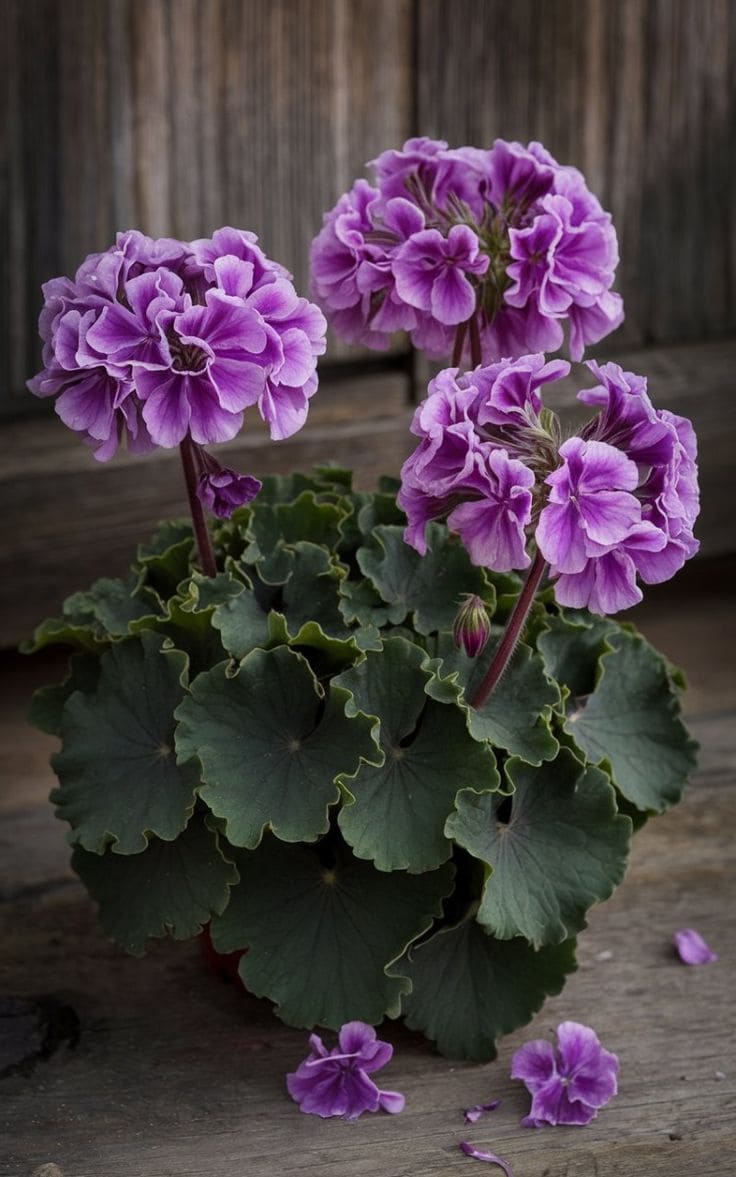 How to Propagate Geranium With 100% Success