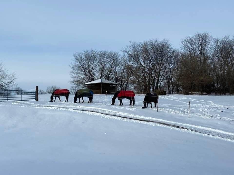 Why the Canadian “X” Run-In Shed is a Smarter Shelter for Livestock