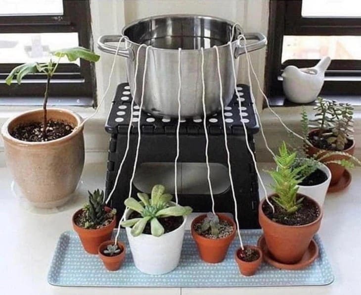 Here's the Best Way to Water Plants When on Vacation