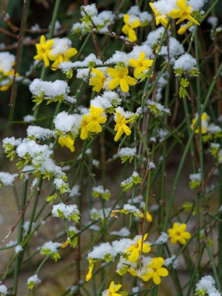 12 Stunning Winter Plants That Bloom Brightly in the Cold
