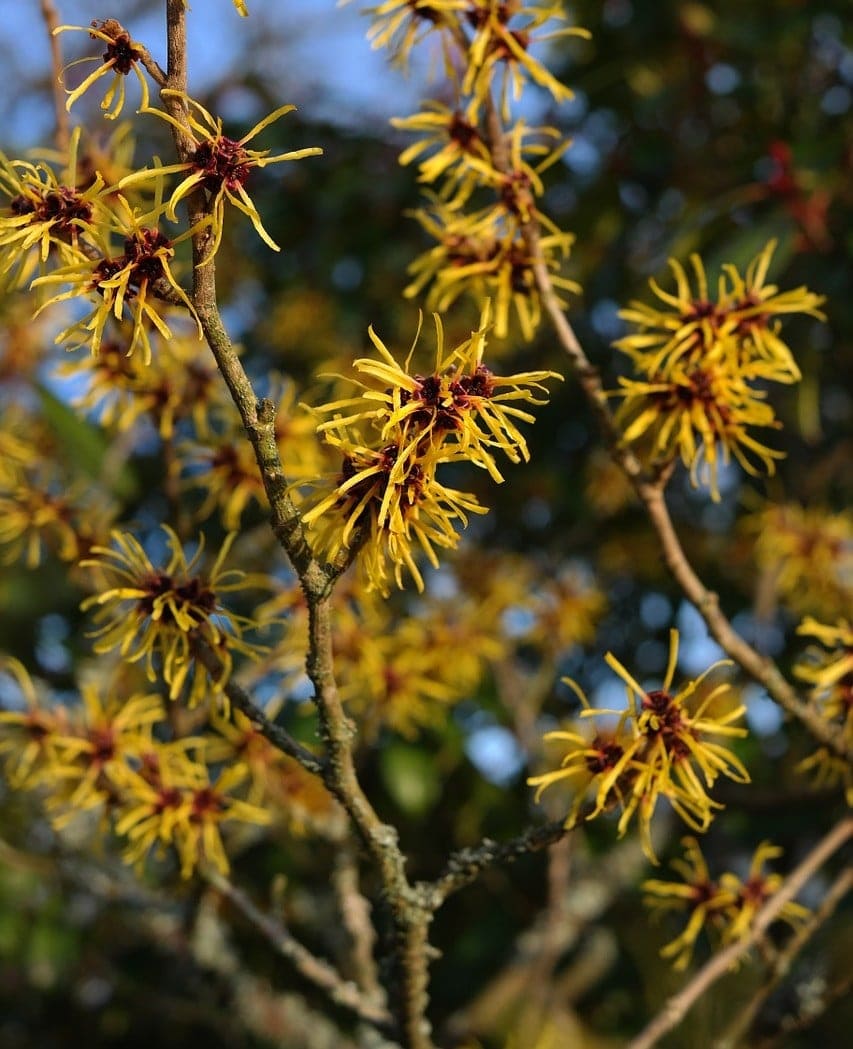 12 Stunning Winter Plants That Bloom Brightly in the Cold