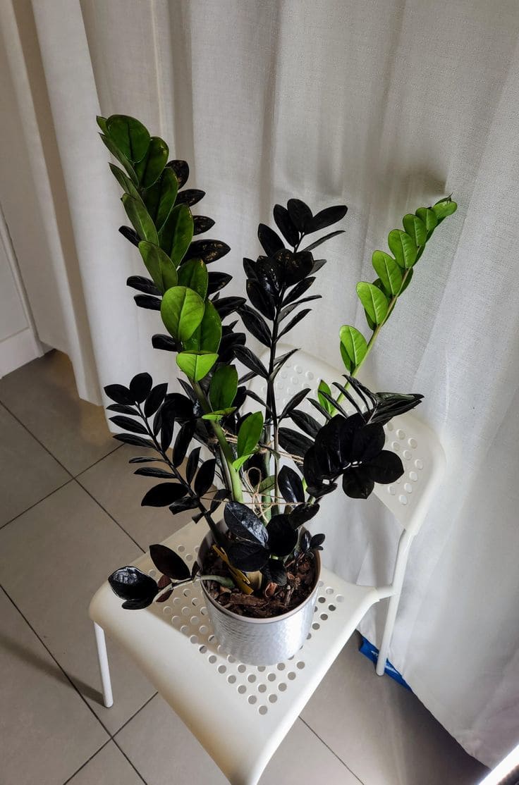 10 Best Plants That Grow Well with Snake Plants