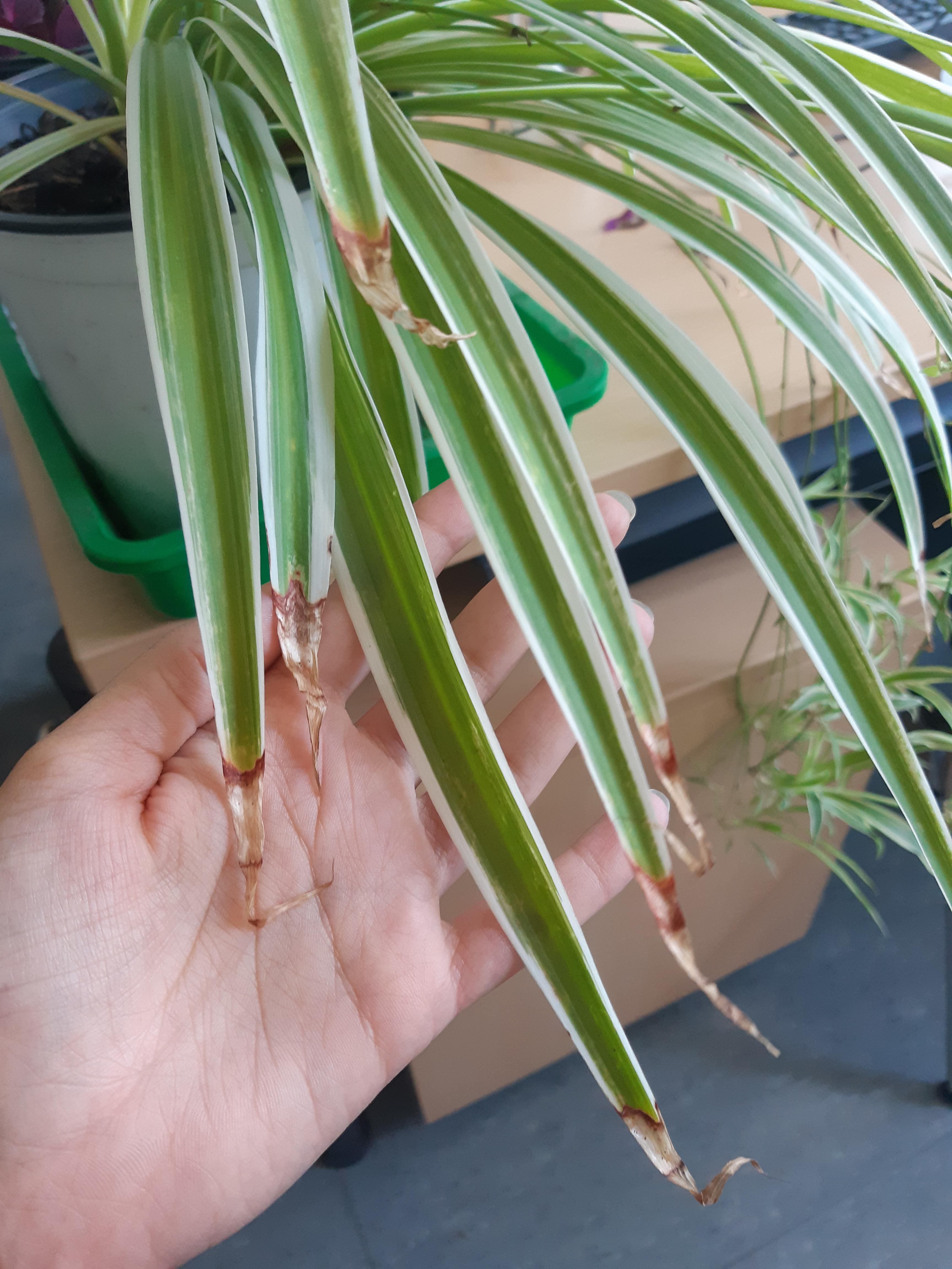 5 Reasons Spider Plants Get Brown Tips and How to Fix Them