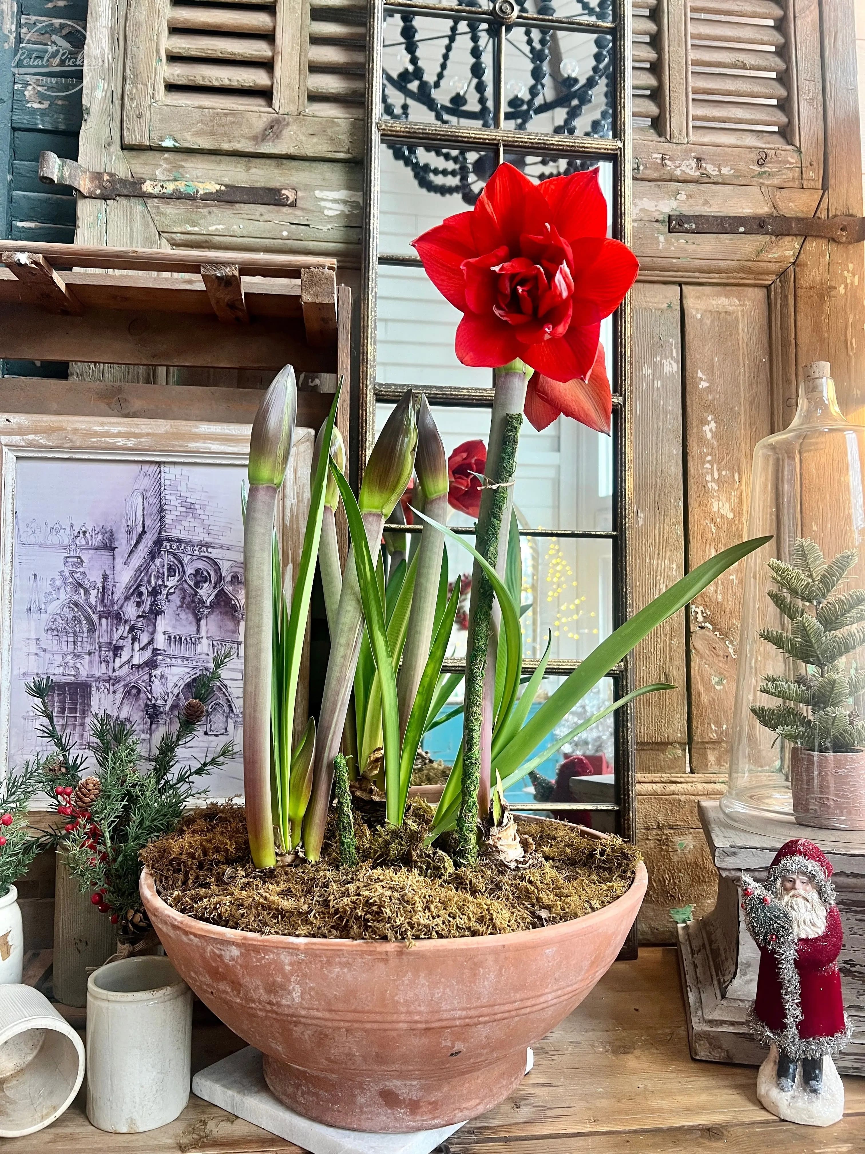 10 Holiday Plant Gifts That Bring Cheer and Greenery Amaryllis Holiday Bloom Arrangement
