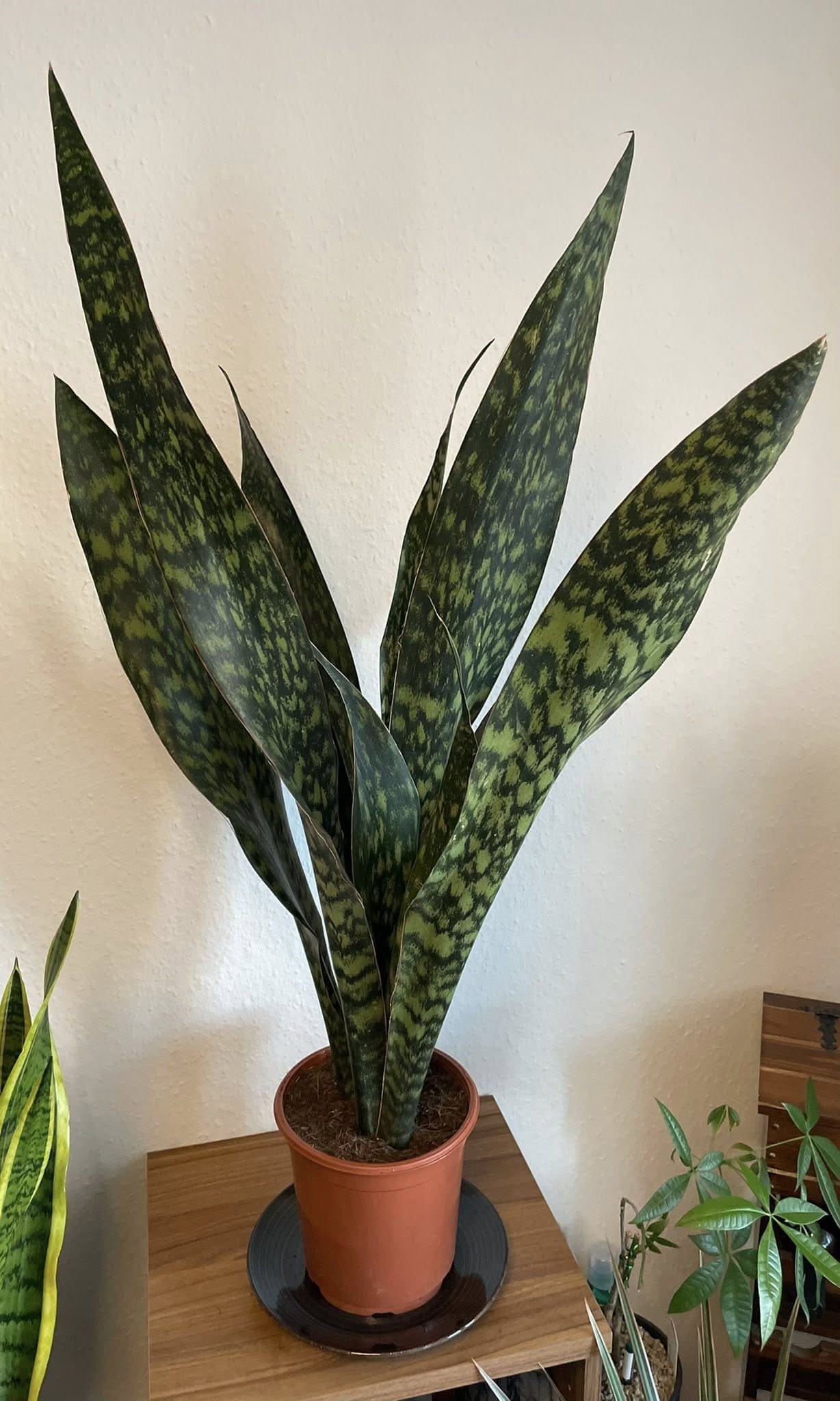 10 Stunning Types of Snake Plants You’ll Love