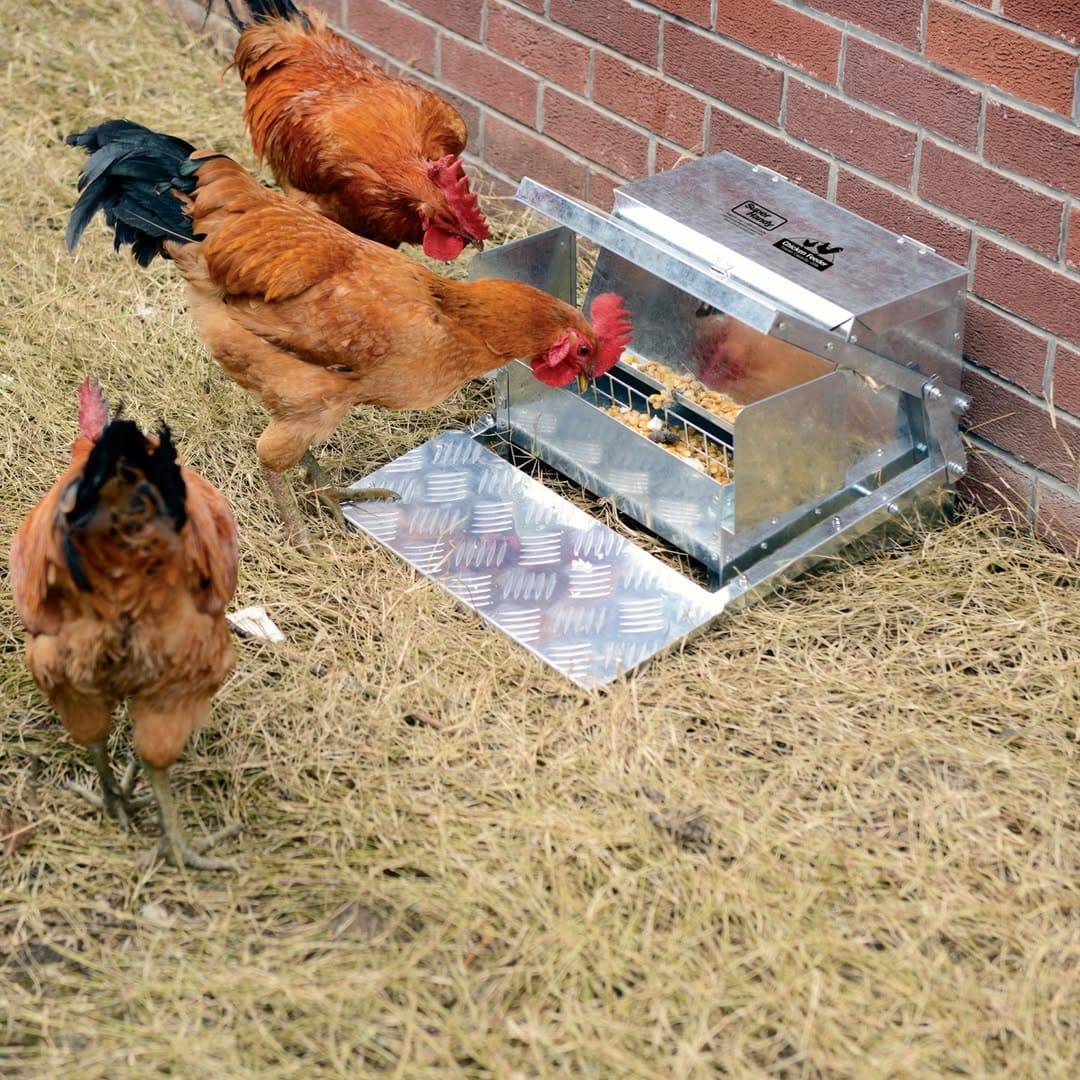 20 Budget-Friendly DIY Chicken Feeders That Reduce Waste 20 Budget-Friendly DIY Chicken Feeders That Reduce Waste