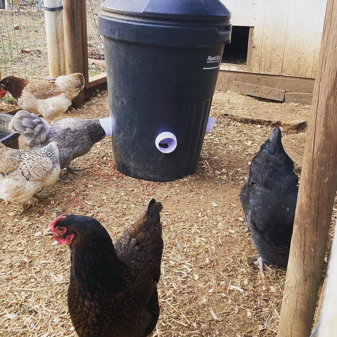 20 Budget-Friendly DIY Chicken Feeders That Reduce Waste Barrel-Style Gravity Feeder Setup