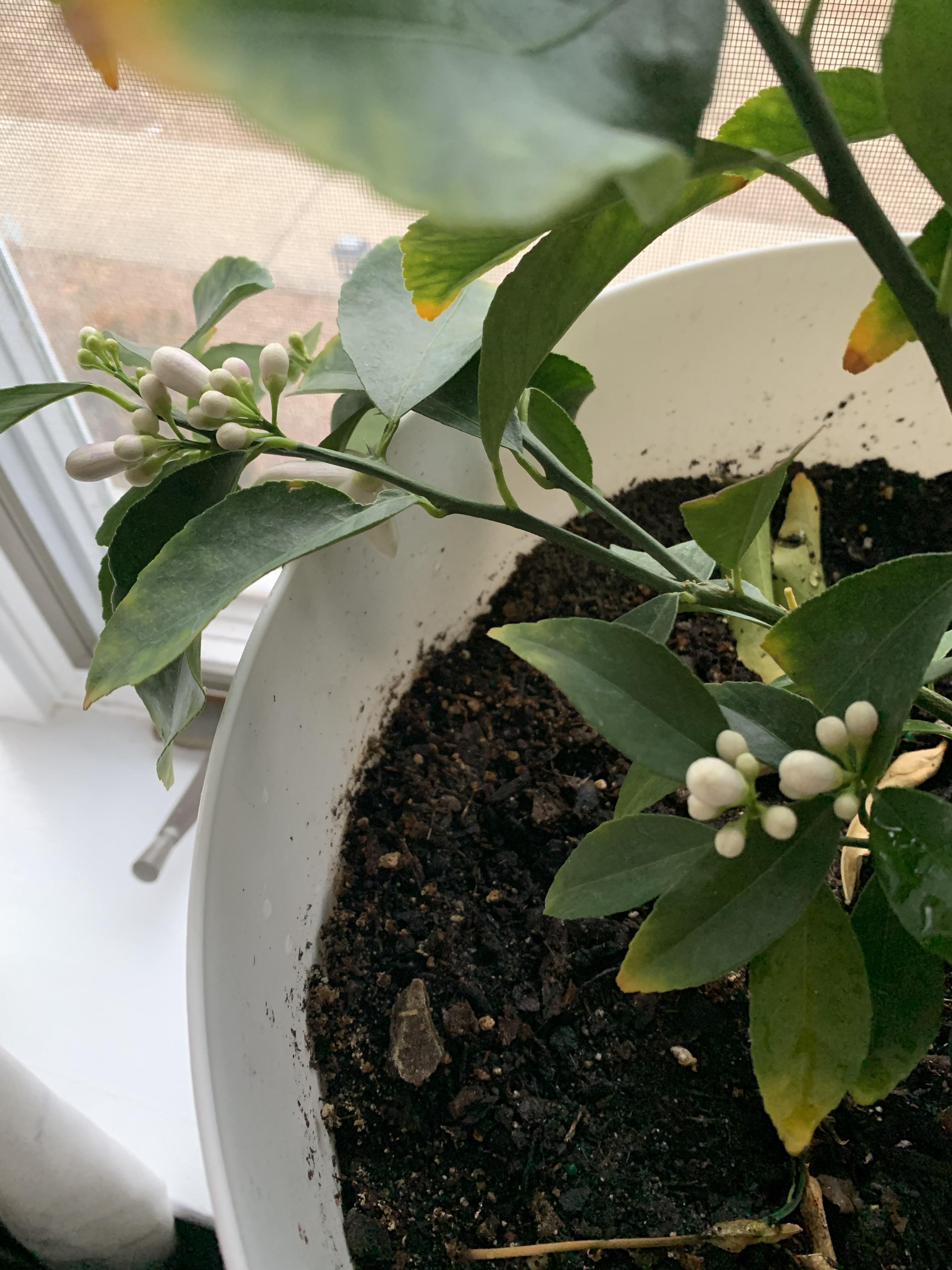 Make Your Lemon Tree Bloom All Year with This Homemade Elixir