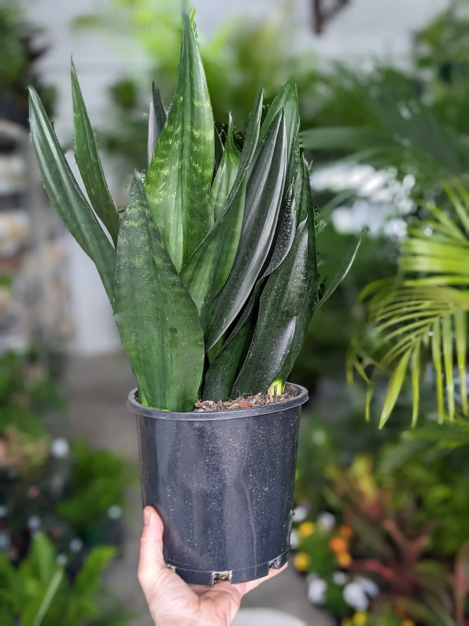 10 Stunning Types of Snake Plants You’ll Love
