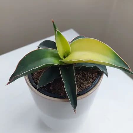10 Stunning Types of Snake Plants You’ll Love