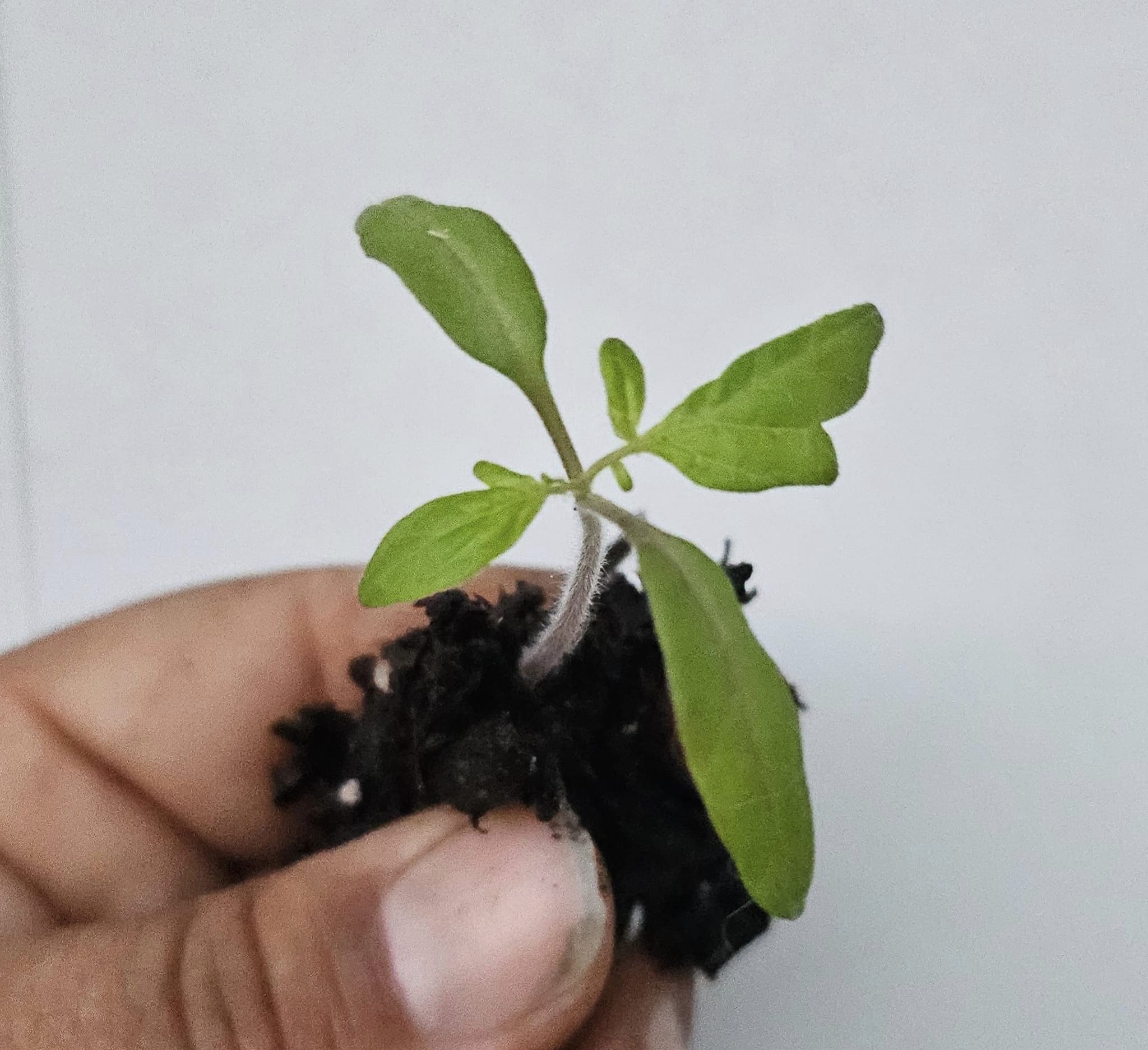 One Single Tomato Can Give Nearly 200 New Plants. Here's Way