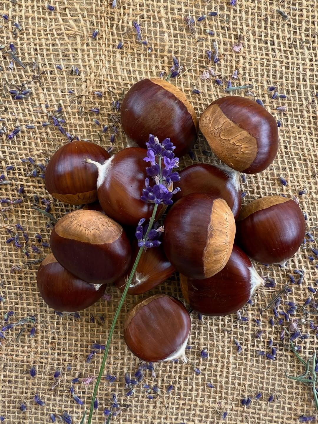 Why You Should Hang a Bag of Wild Chestnuts in Your Home This Fall Why You Should Hang a Bag of Wild Chestnuts in Your Home This Fall