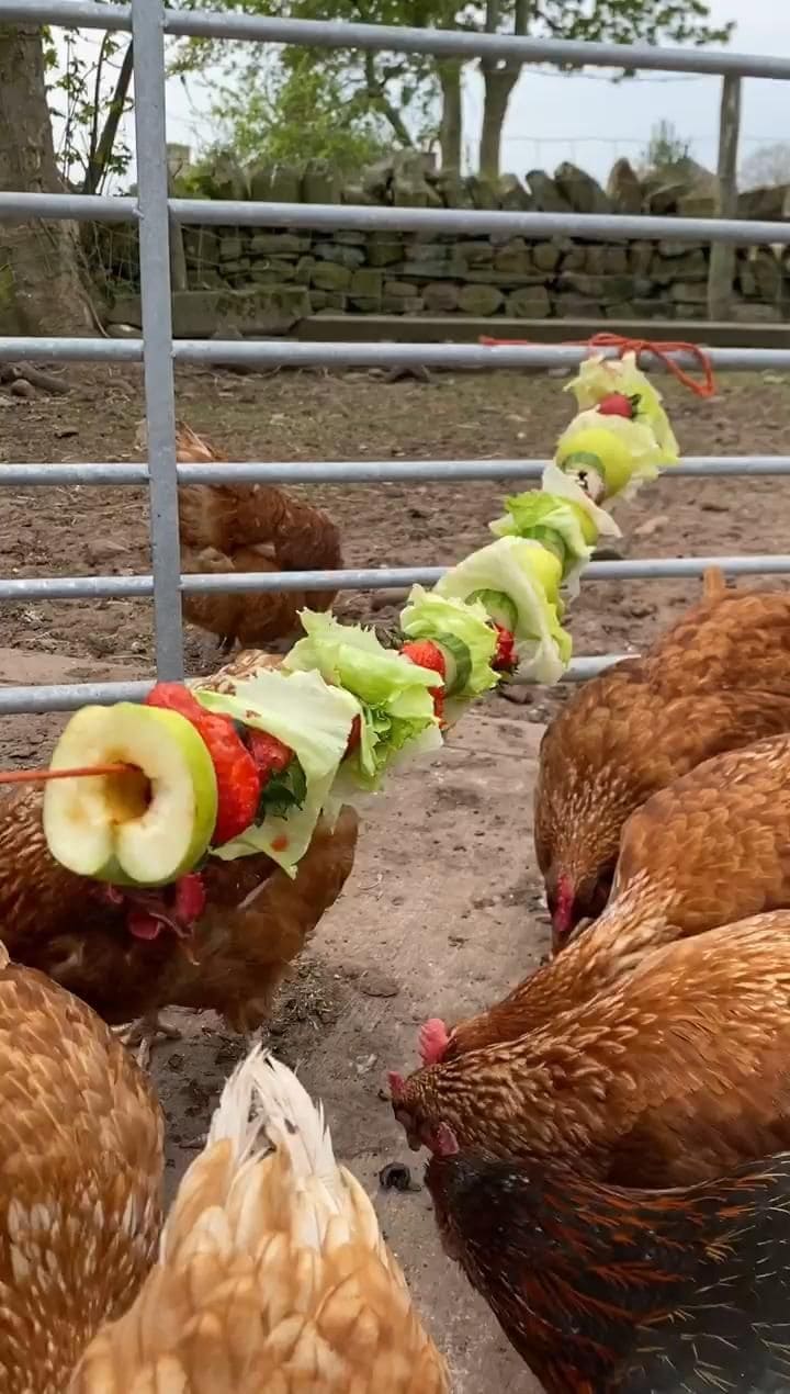 20+ Homemade Chicken Treat Ideas for a Happy, Healthy Coop