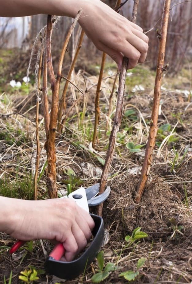 How to Prune Raspberries for Bigger, Healthier Harvests How to Prune Raspberries for Bigger, Healthier Harvests