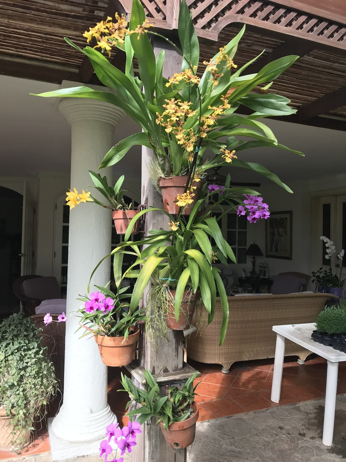 Column-Mounted Orchid Garden Display