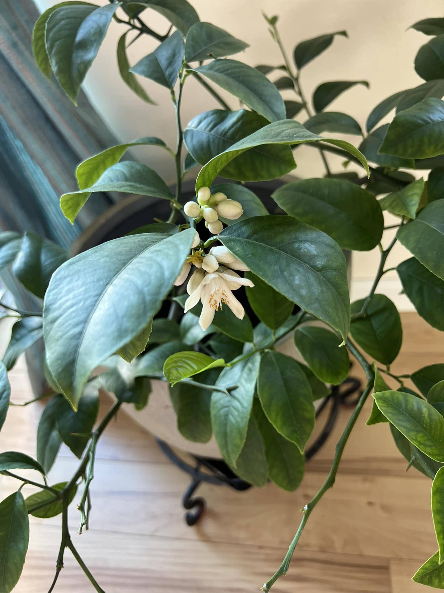 Make Your Lemon Tree Bloom All Year with This Homemade Elixir