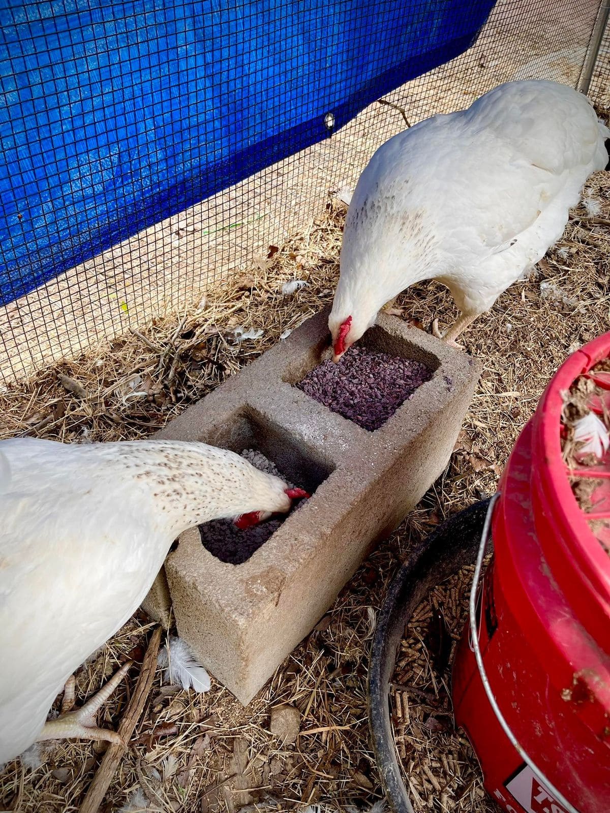 DIY Cinder Block Chicken Snack Feeder
