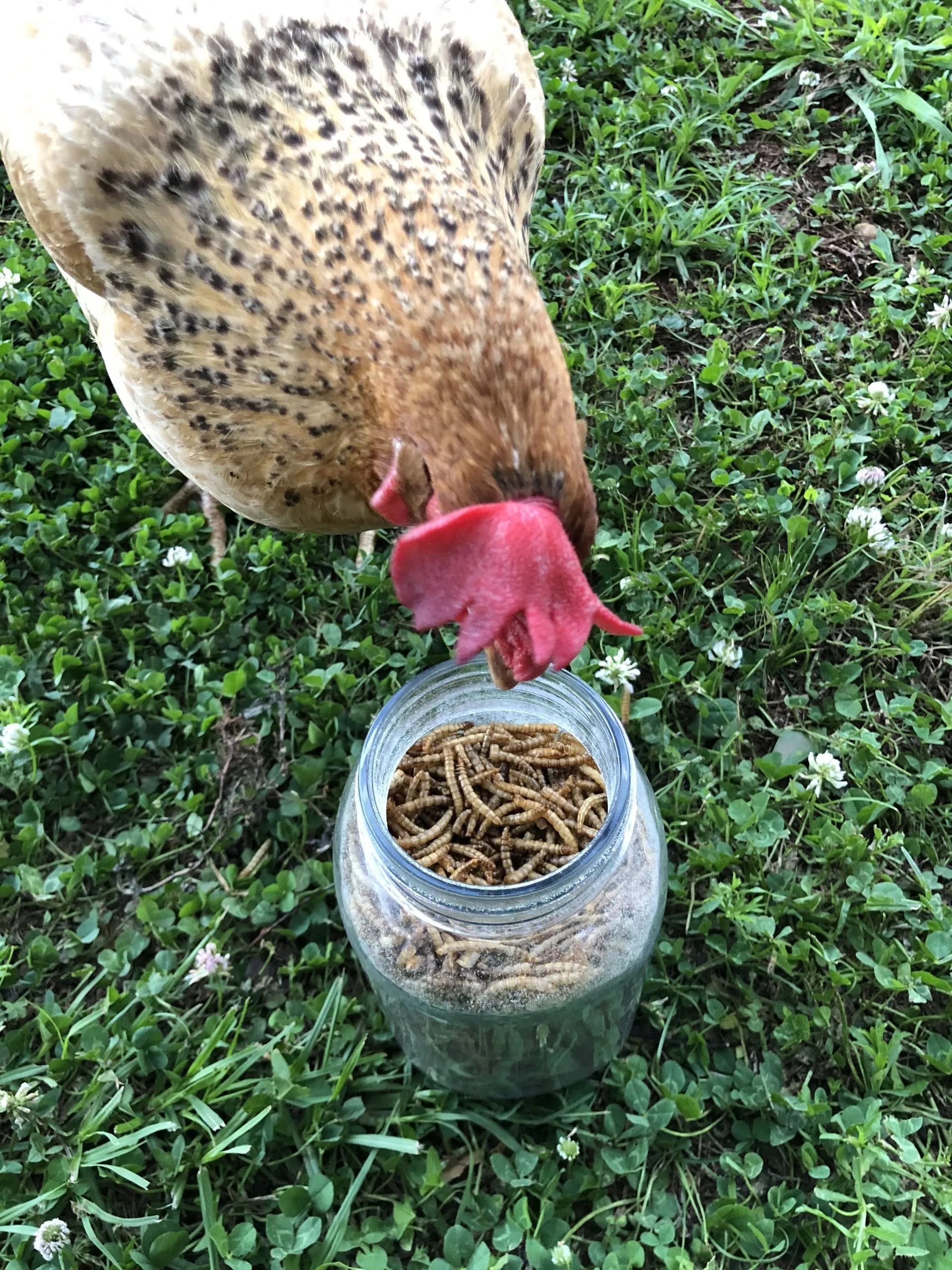 DIY Jar of Mealworm Delights
