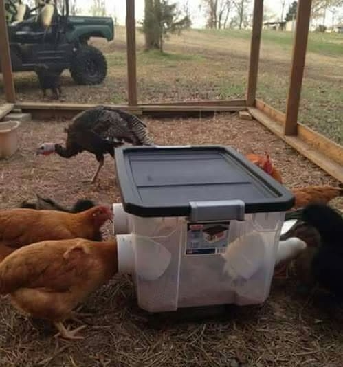 20 Budget-Friendly DIY Chicken Feeders That Reduce Waste DIY Plastic Bin Chicken Feeder