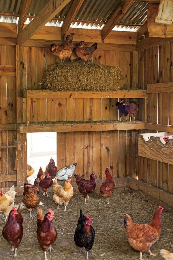 How to Keep Chicken Water from Freezing with Beet Juice