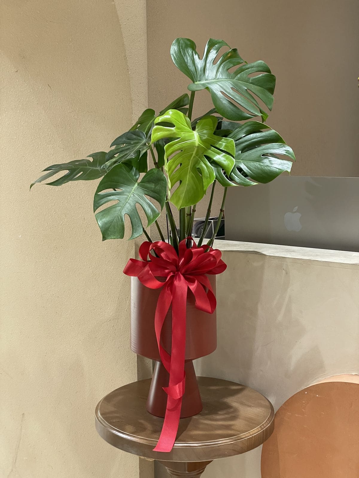 10 Holiday Plant Gifts That Bring Cheer and Greenery Festive Monstera Gift Elegance