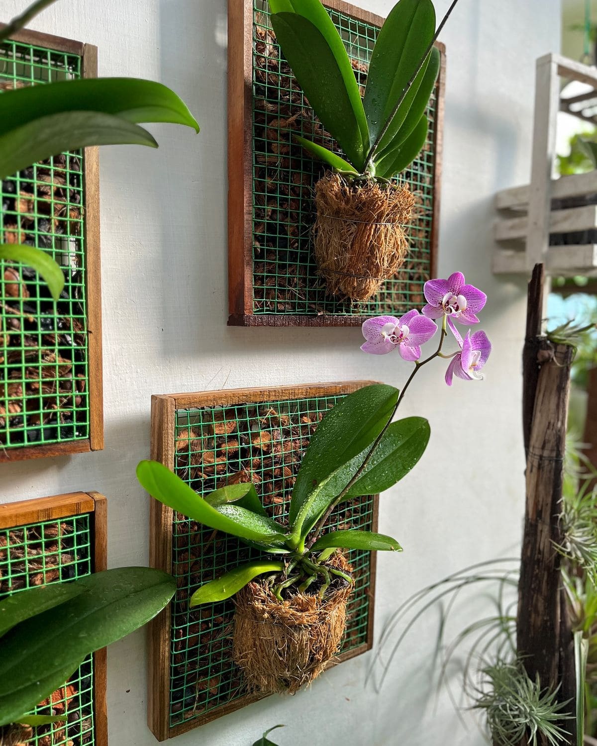 Framed Wall Grid Orchid Display