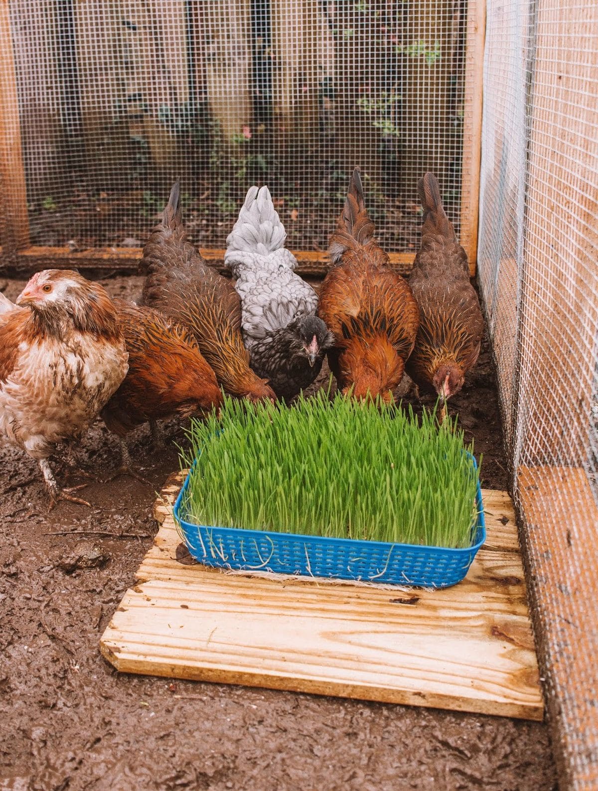 Fresh Wheatgrass Chicken Bar