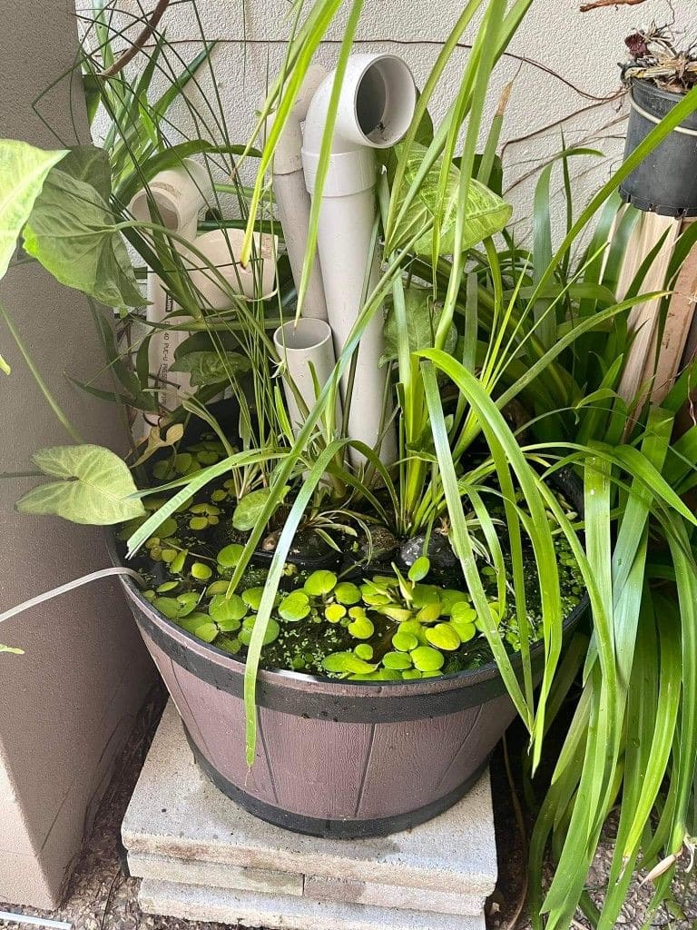 How to Build a Frog Hotel in Your Garden