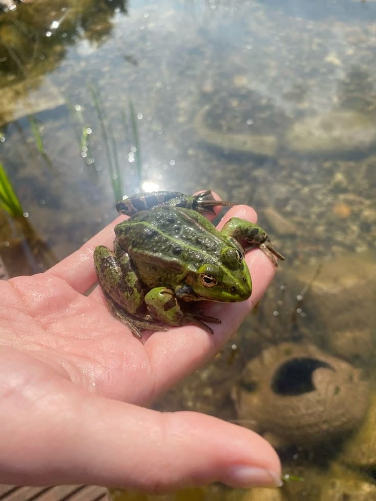 How to Build a Frog Hotel in Your Garden