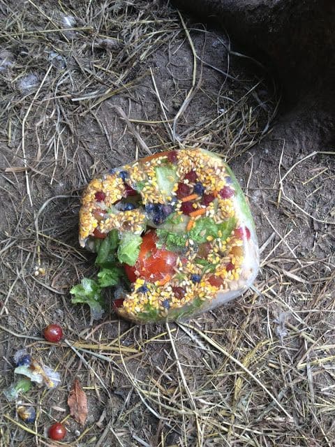 Frozen Veggie Block Treat