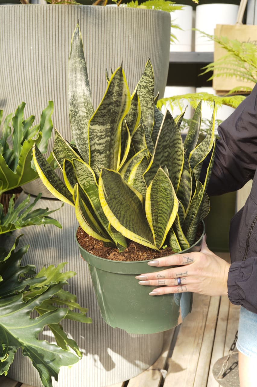 10 Stunning Types of Snake Plants You’ll Love