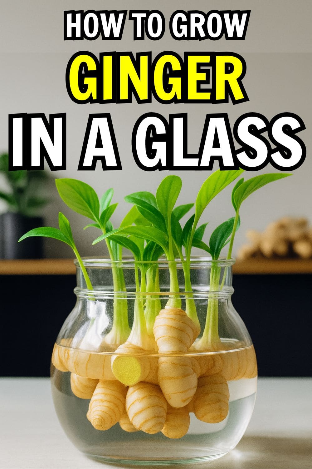How to Grow Ginger in a Glass 100% Successfully
