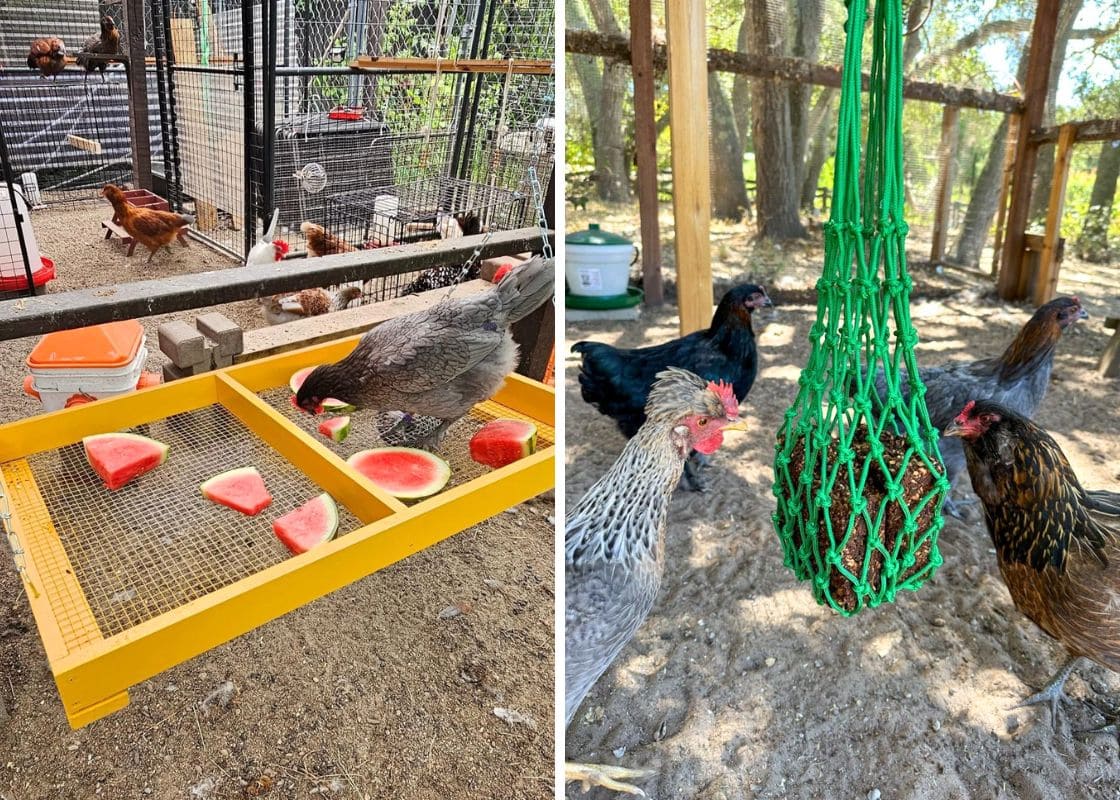 20+ Homemade Chicken Treat Ideas for a Happy, Healthy Coop