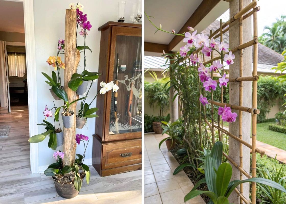 12 Orchid Hanger Ideas for a Bloom-Filled Display
