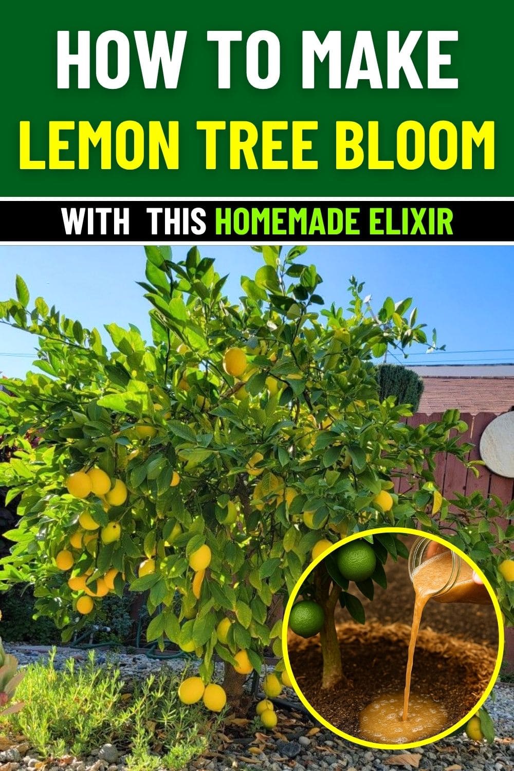 Make Your Lemon Tree Bloom All Year with This Homemade Elixir