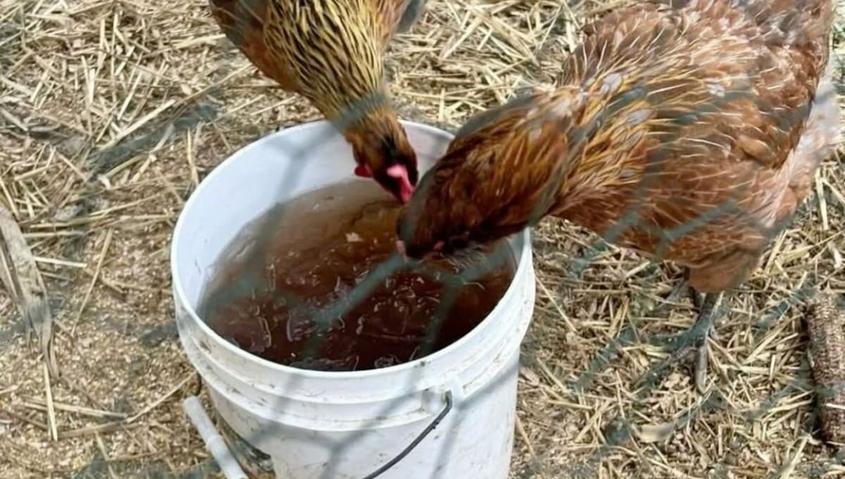 How to Keep Chicken Water from Freezing with Beet Juice