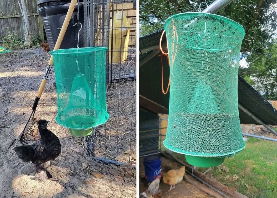 DIY Chemical-Free And Budget-Friendly Chicken Coop Fly Trap DIY Chemical-Free And Budget-Friendly Chicken Coop Fly Trap